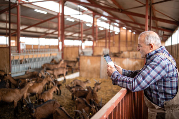 Smart farming and goat breeding. Portrait of senior cattleman with tablet computer and standing by goat domestic animals in farmhouse. Smart farming and goat breeding. Portrait of senior cattleman with tablet computer and standing by goat domestic animals in farmhouse. goat pen stock pictures, royalty-free photos & images