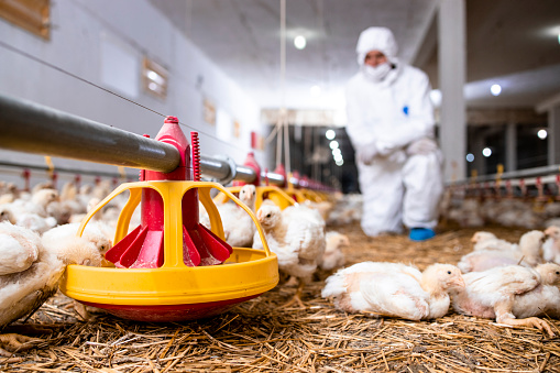 Veterinario en ropa estéril que controla la salud de los pollos en la granja avícola moderna. photo
