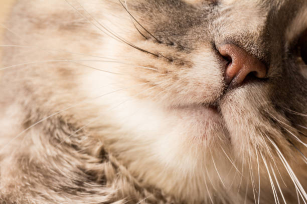 istock scottish cat on light background, detail 1324944139