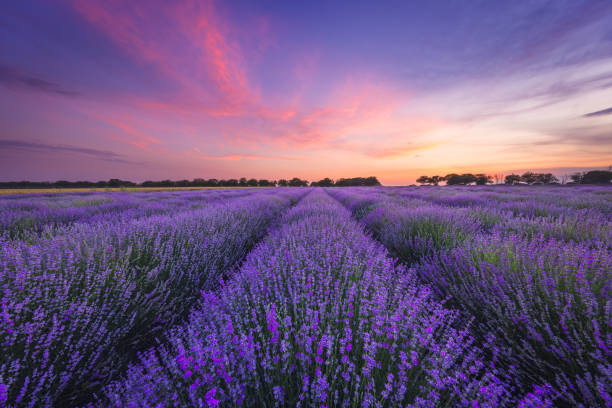 istock Lavender flower in the field. 1324944385