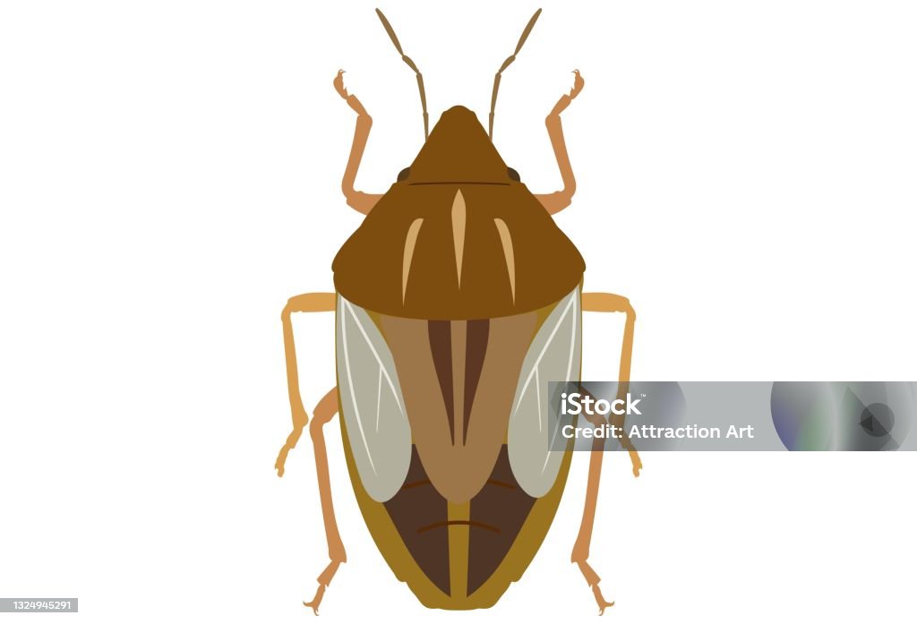 Tipo Inseto (Bug Type)