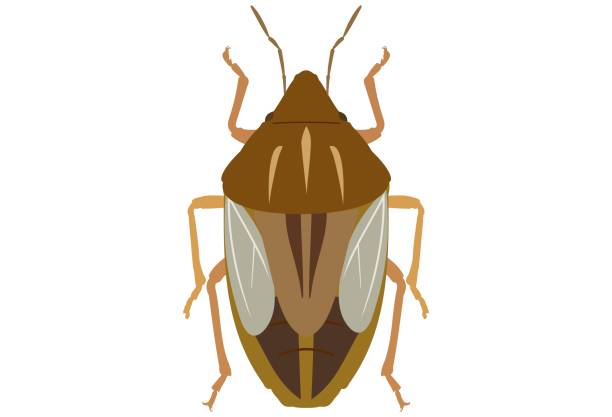 bildbanksillustrationer, clip art samt tecknat material och ikoner med bug aelia rostrata on a white background. a type of insect that damages grains. - pentatomidae
