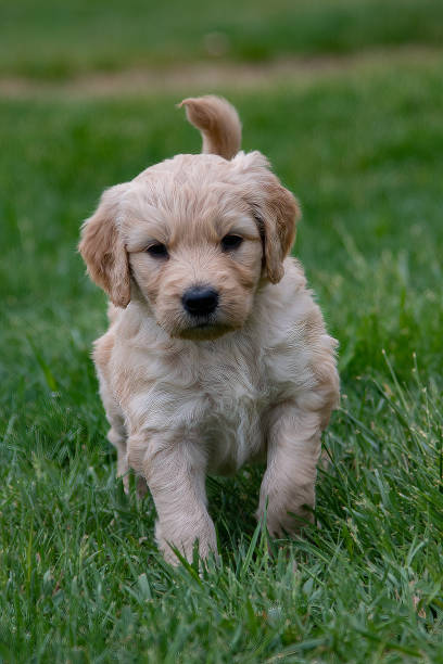 istock Goldendoodle puppy one month old close up 1324946270