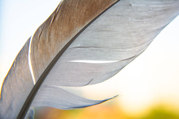 istock White coffee beautiful bird feather close up 1324950144