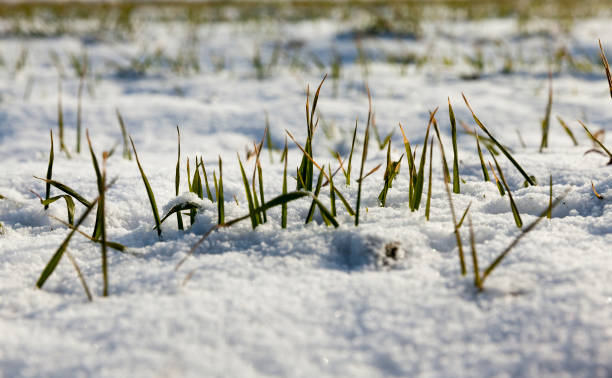 istock grass and snow in winter 1324950418