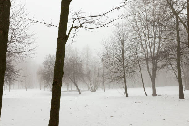 istock winter weather in the park or forest and deciduous trees 1324950442