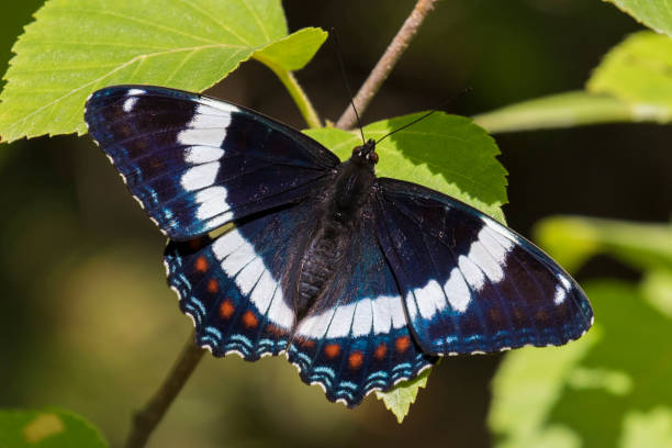 istock red-spotted purple or white admiral 1324951522