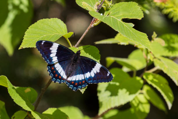 istock red-spotted purple or white admiral 1324951544