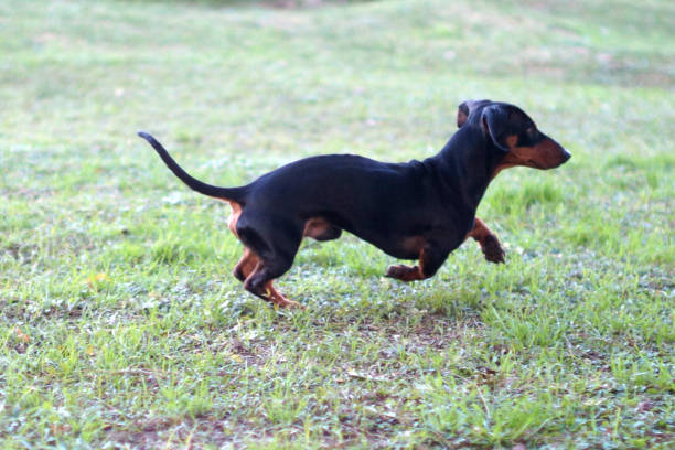 istock purebred puppies 1324951656