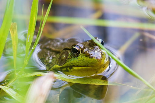 green frog (Lithobates clamitans or Rana clamitans)