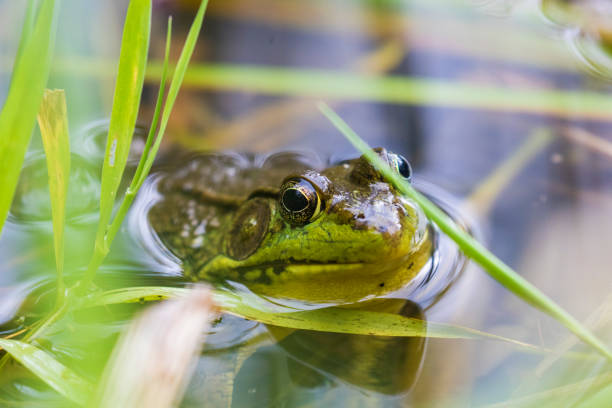 green frog green frog (Lithobates clamitans or Rana clamitans) frog photos stock pictures, royalty-free photos & images