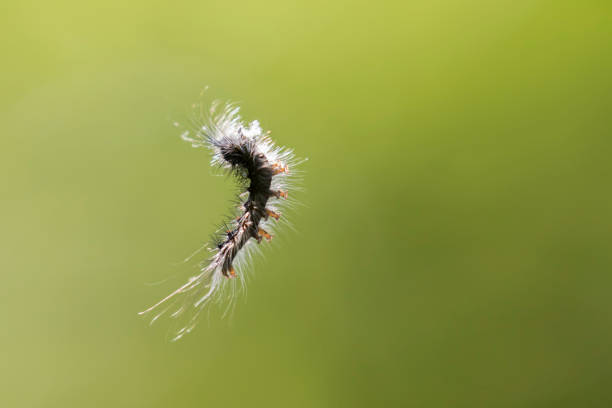 istock The gypsy moth caterpillar in the air 1324952236