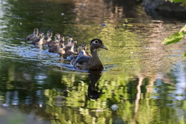 wood duck or Carolina duck (Aix sponsa) with babies