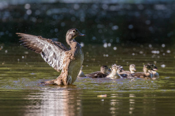 istock wood duck or Carolina duck  with babies 1324952379