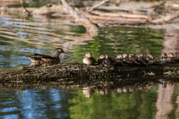 istock wood duck or Carolina duck  with babies 1324952389