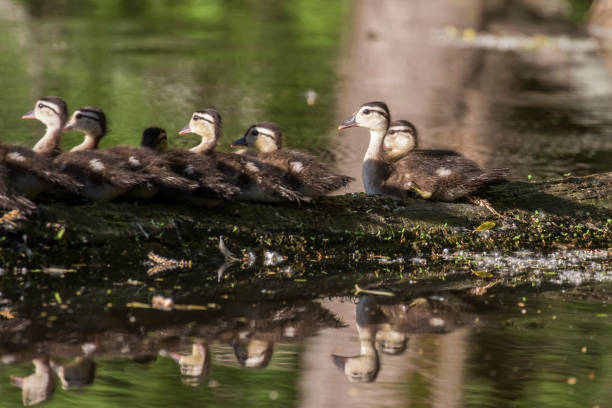 istock wood duck or Carolina duck  with babies 1324952393