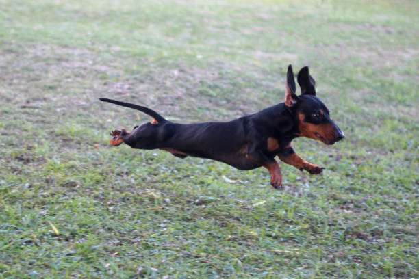 istock purebred puppies 1324952438