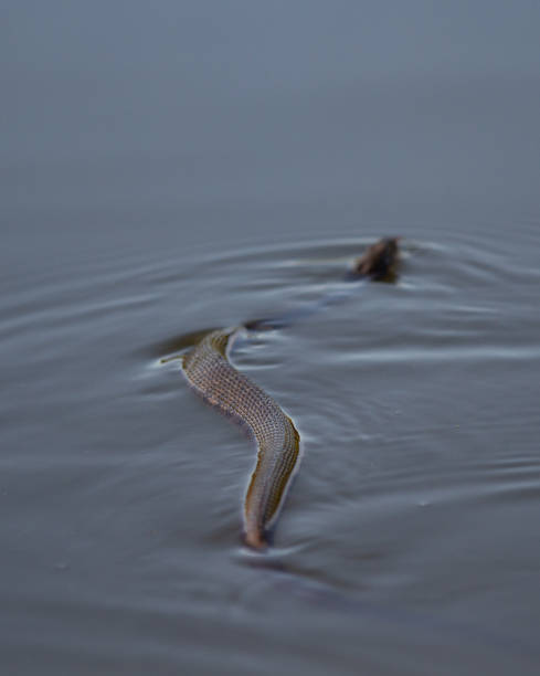 istock Snake in the pond 1324952628