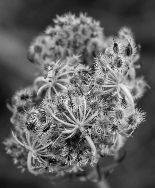 istock Flora Fauna in B&W 1324952663