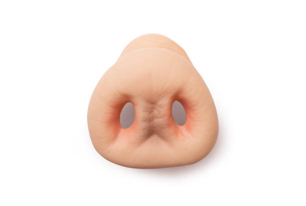 Rubber Piggy nose Rubber Animal nose with clipping path. flared nostril photos stock pictures, royalty-free photos & images