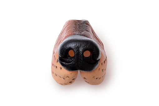 Rubber Animal nose with clipping path.