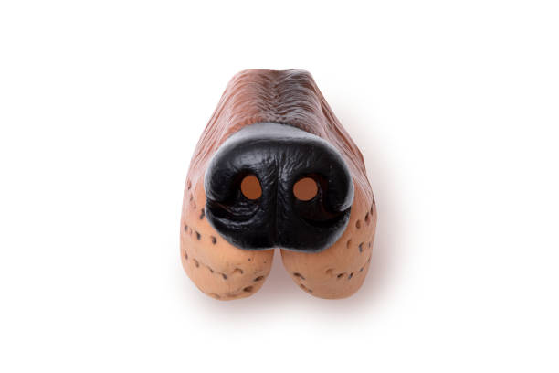 Rubber Dog nose Rubber Animal nose with clipping path. flared nostril photos stock pictures, royalty-free photos & images
