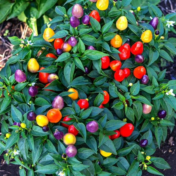 istock Capsicum Annuum plant. Multicolor Chili Peppers. Beautiful ornamental peppers. 1324954105