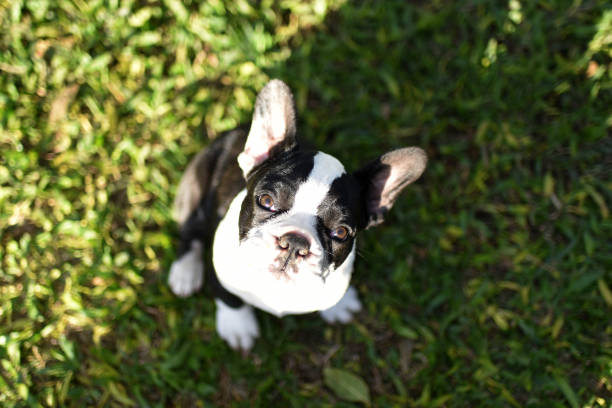 istock purebred puppies 1324954230