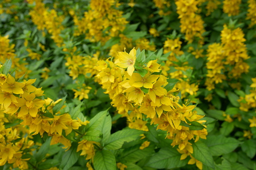 Hypericum perforatum,   perforate St John's-wort yellow flowers closeup selective focus