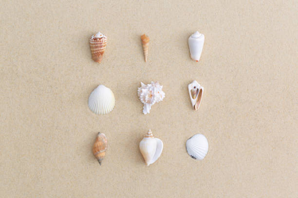 Seashells on beach sand. Top view with copy space. Flat lay.