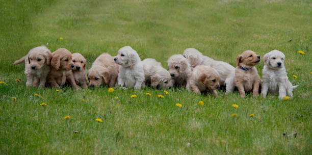 istock Eleven Goldendoodle puppies one month old close up 1324955049