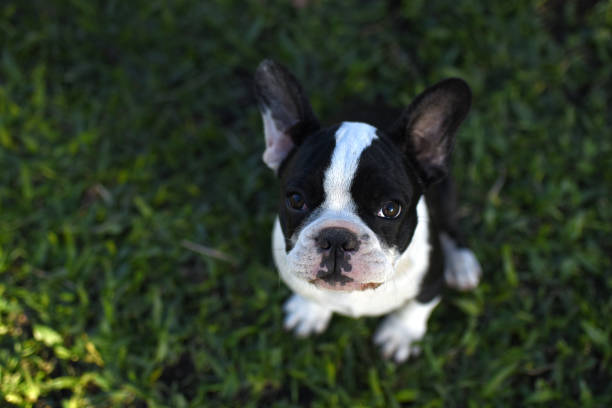 istock purebred puppies 1324955177