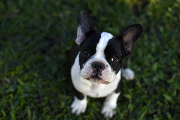 istock purebred puppies 1324955180