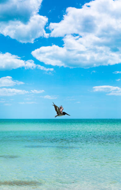 This is a horizontal, color photograph of a pelican bird perched on a wooden fishing dock post on a spring morning in Fernandina Beach on Amelia Island in Florida.