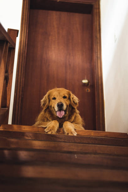 istock Happy Golden Retriever 1324955767