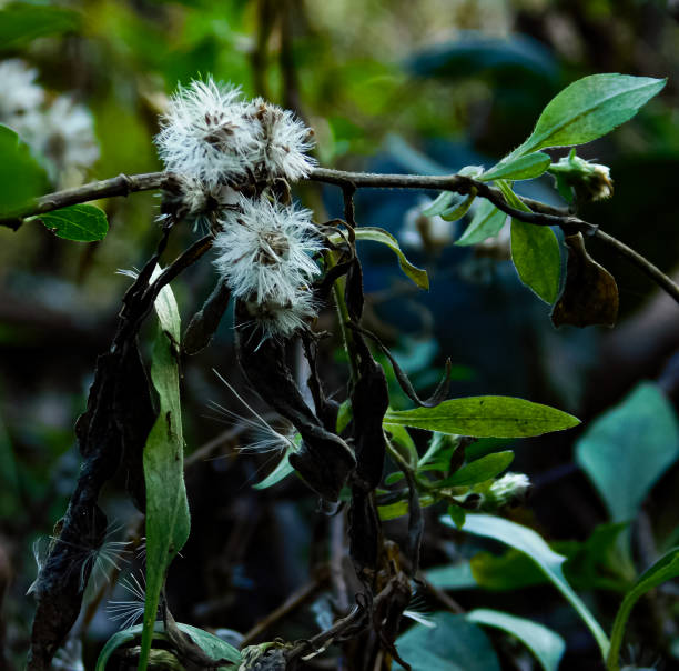 istock Flower and stick over water 1324956836