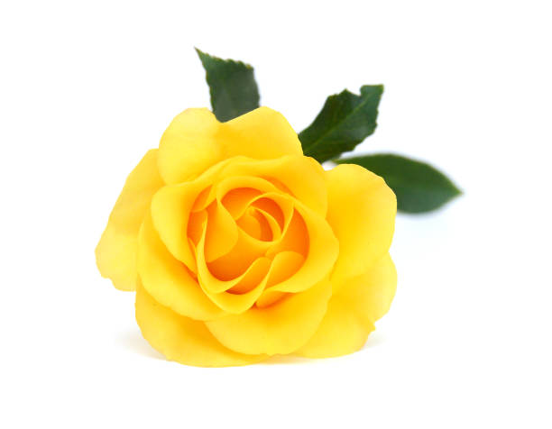 istock Bunch of rosy roses isolated on white 1324956905