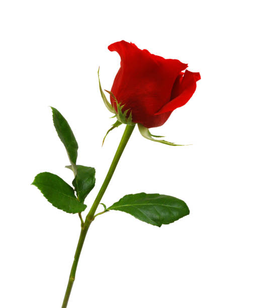 istock Bunch of rosy roses isolated on white 1324957559