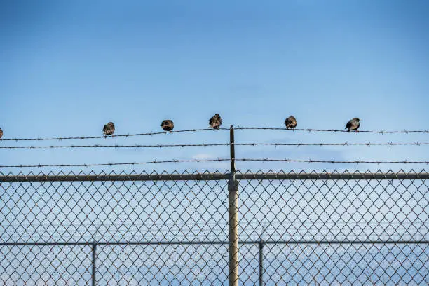 Photo of Birds on a Wire
