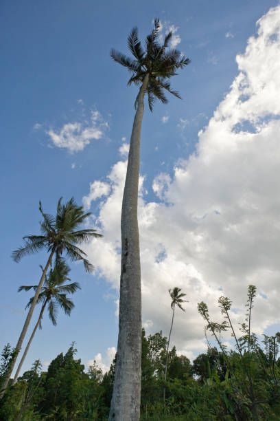 istock A very tall palm tree in Zanzibar 1324958733