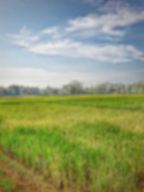 istock Defocused background of rice field 1324958794