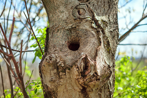 Hollow in a tree . Bird Nest inside on a tree