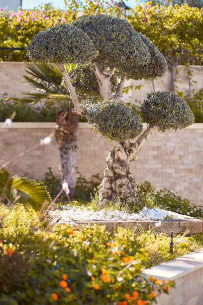 istock Environmental art: decorative tropical tree with sunlight. Decorative arrangements: exotic plants. travel and resort concept 1324960871