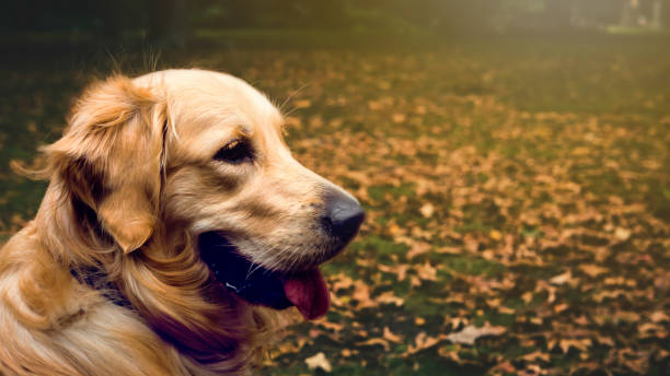 ein junger golden retriever sitzt zwischen den herbstblättern - golden retriever dog autumn leaf stock-fotos und bilder