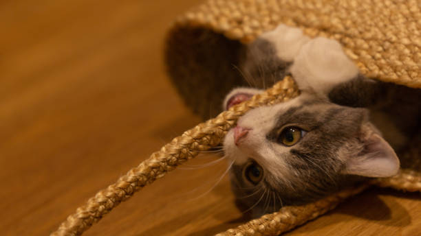 istock A young kitten hiding in a Cane Basket 1324961923