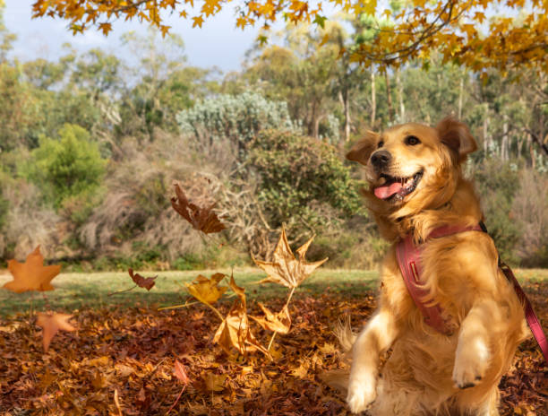 ein junger golden retriever spielt unter den herbstblättern - golden retriever dog autumn leaf stock-fotos und bilder