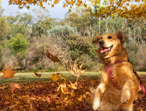 A young golden retriever playing  among the autumn leaves