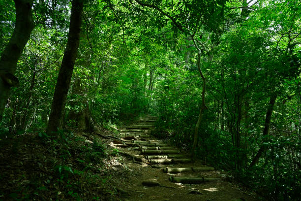 istock Mt.Takao 2021-May Spring-Summer (Hachioji, Tokyo, Japan) 1324963486
