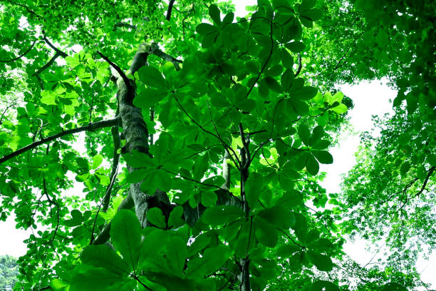 istock Mt.Takao 2021-May Spring-Summer (Hachioji, Tokyo, Japan) 1324963810