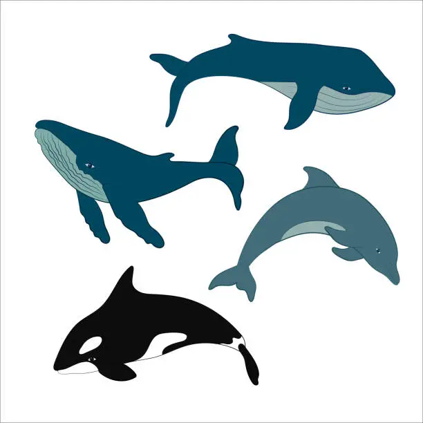 Vector illustration of Set of vector whales and dolphins. Vector illustration of marine mammals, such as blue whale, humpback whale, dolphin and killer whale.